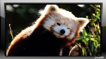 Red Panda Wallpaper screenshot 2