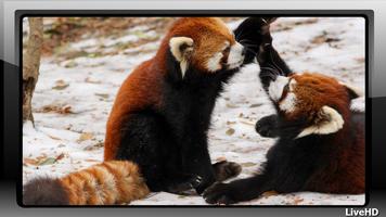 برنامه‌نما Red Panda Wallpaper عکس از صفحه