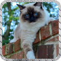 Siamese Cat Wallpaper