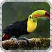 Toucan Pack 2 Wallpaper