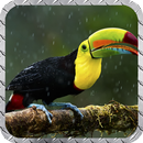 Toucan Pack 2 Wallpaper APK