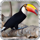 Toucan Wallpaper icon