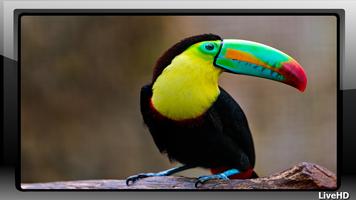 Toucan Wallpaper screenshot 3