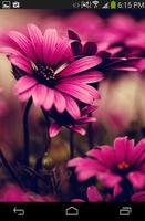 Flowers Wallpaper HD تصوير الشاشة 1