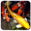 Koi Live Wallpaper Free