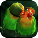 Love Birds Wallpaper Live aplikacja