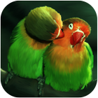 Love Birds Wallpaper Live icône