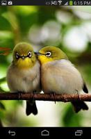 Love Birds Wallpaper Live capture d'écran 3