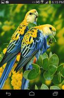 Love Birds Wallpaper Live скриншот 2