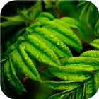 Green leaves.Live wallpaper icono