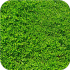 Icona Fresh green grass.Wallpaper