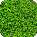 Fresh green grass.Wallpaper aplikacja