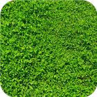 Fresh green grass.Wallpaper ikona