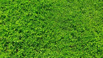 Poster Fresh green grass.Wallpaper