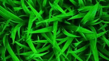 1 Schermata Fresh green grass.Wallpaper
