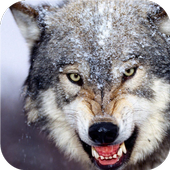 Wolves in nature. Wallpaper icon