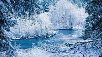 Winter forest. Live wallpaper bài đăng