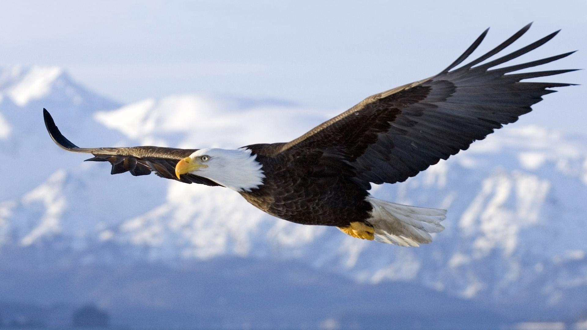 American Eagle Live Wallpaper For Android Apk Download