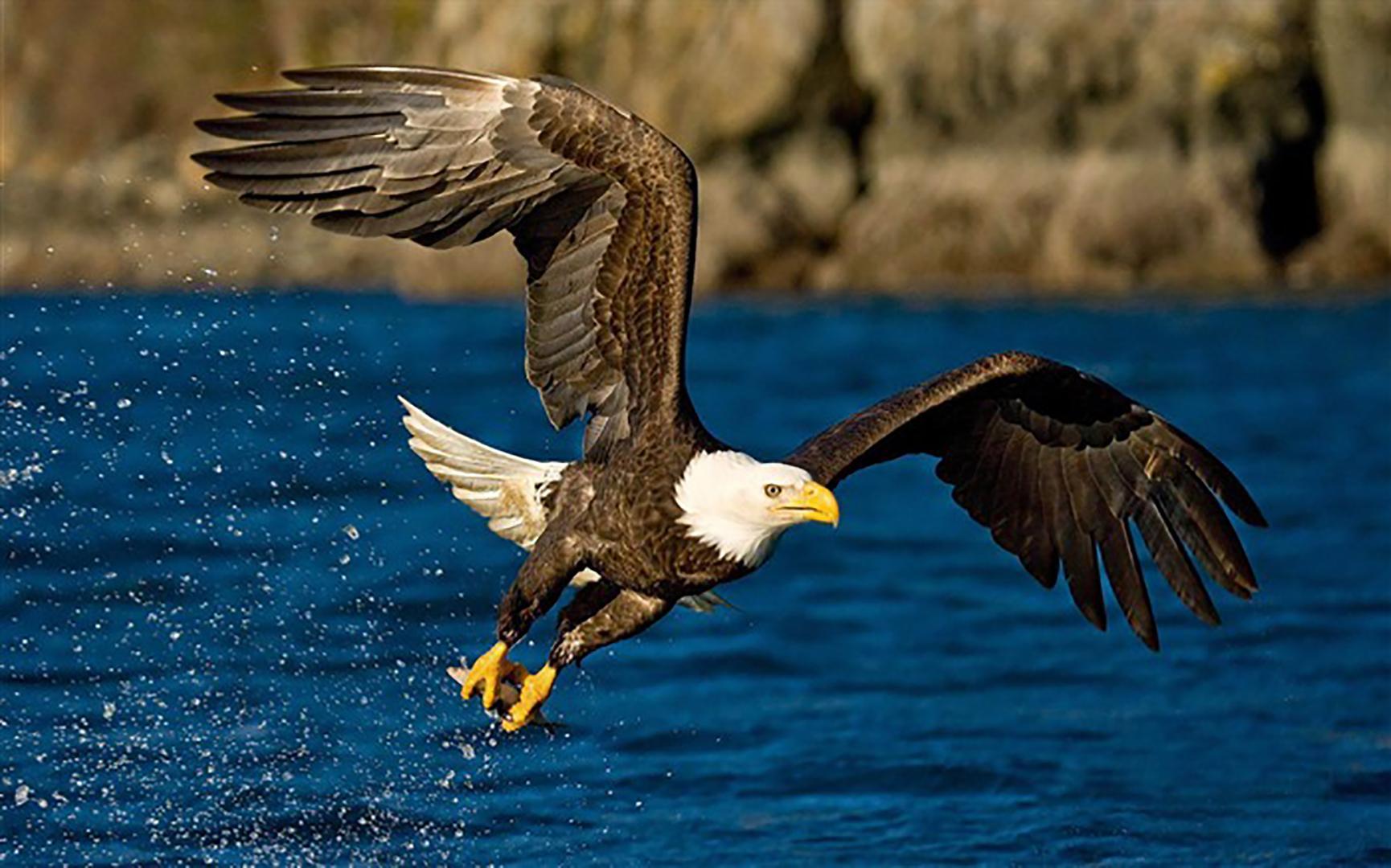American Eagle Live Wallpaper For Android Apk Download