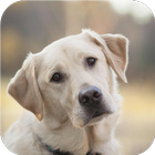 Golden labrador. Wallpaper icon