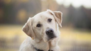 Golden labrador. Wallpaper poster