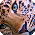Wildlife. Great snow leopard icône