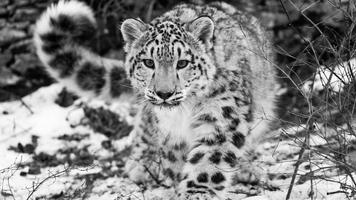 Wildlife. Great snow leopard স্ক্রিনশট 3