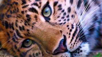 Wildlife. Great snow leopard Affiche