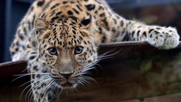 Wildlife. Great snow leopard स्क्रीनशॉट 1