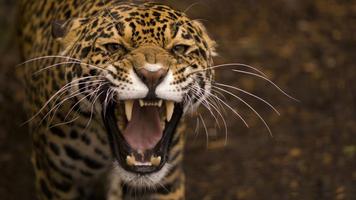 Wildlife. Great snow leopard capture d'écran 2