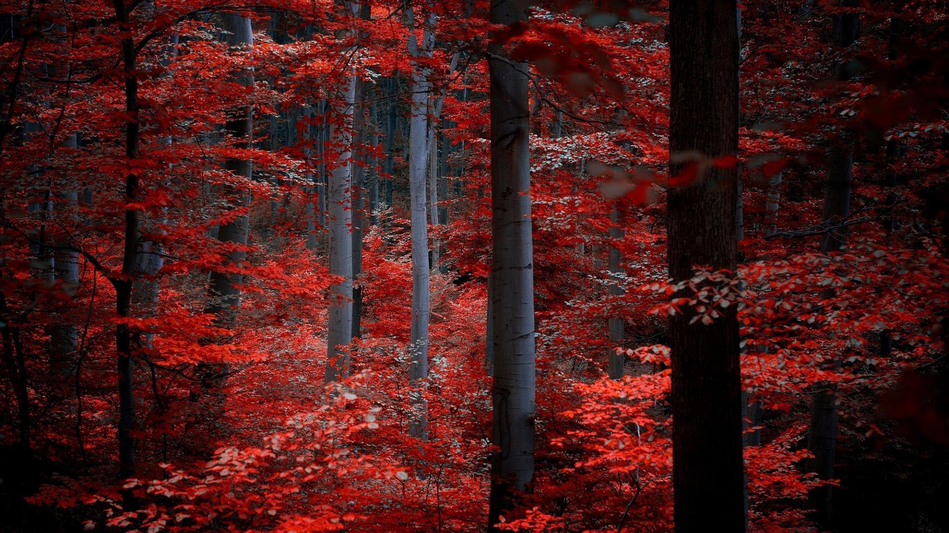 Nature. Red forest. Wallpaper APK for Android Download