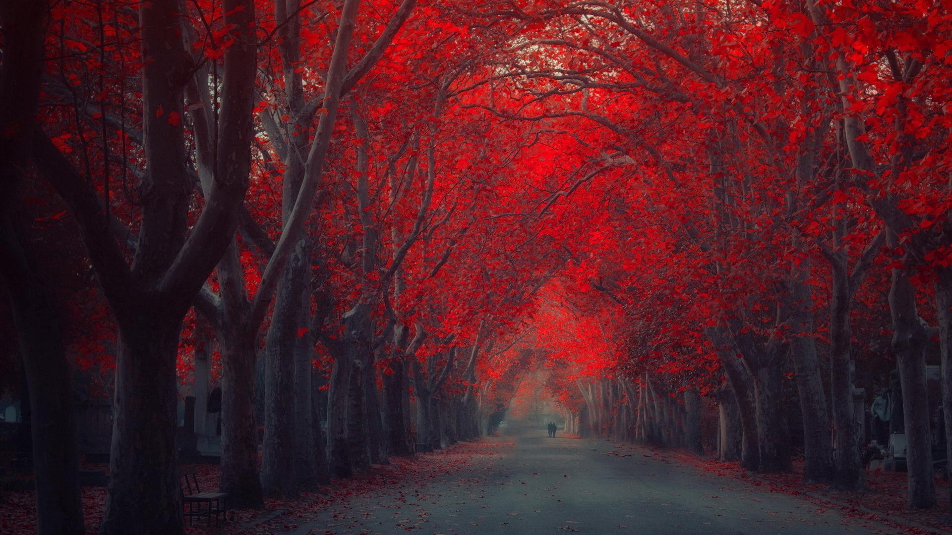 Nature. Red forest. Wallpaper for Android - APK Download