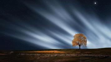 Field, sky and alone tree syot layar 1