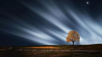 Field, sky and alone tree 스크린샷 1