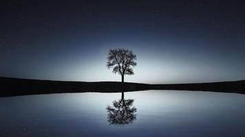 Field, sky and alone tree syot layar 2