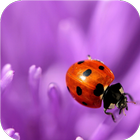 Flower and ladybug. Wallpaper ikon