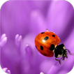 Flower and ladybug. Wallpaper