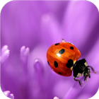 Flower and ladybug. Wallpaper icon