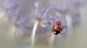 Flower and ladybug. Wallpaper 截图 1