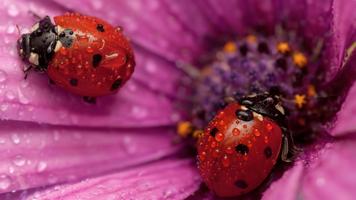 Flower and ladybug. Wallpaper screenshot 2