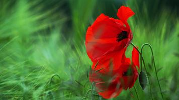 Flowers. Two shades of red Plakat