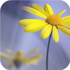 Yellow flowers. Live wallpaper icon