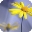 Yellow flowers. Live wallpaper