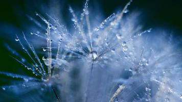 Water drops and flowers capture d'écran 3