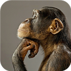 Funny chimpanzee icon