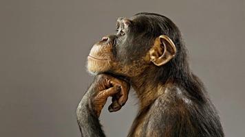 Funny chimpanzee Affiche