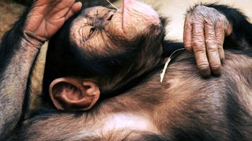 Funny chimpanzee screenshot 1