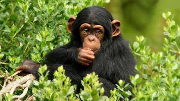 برنامه‌نما Funny chimpanzee عکس از صفحه