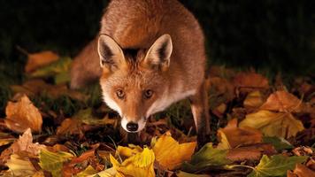 Funny fox постер