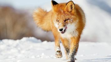 Funny fox Ekran Görüntüsü 2